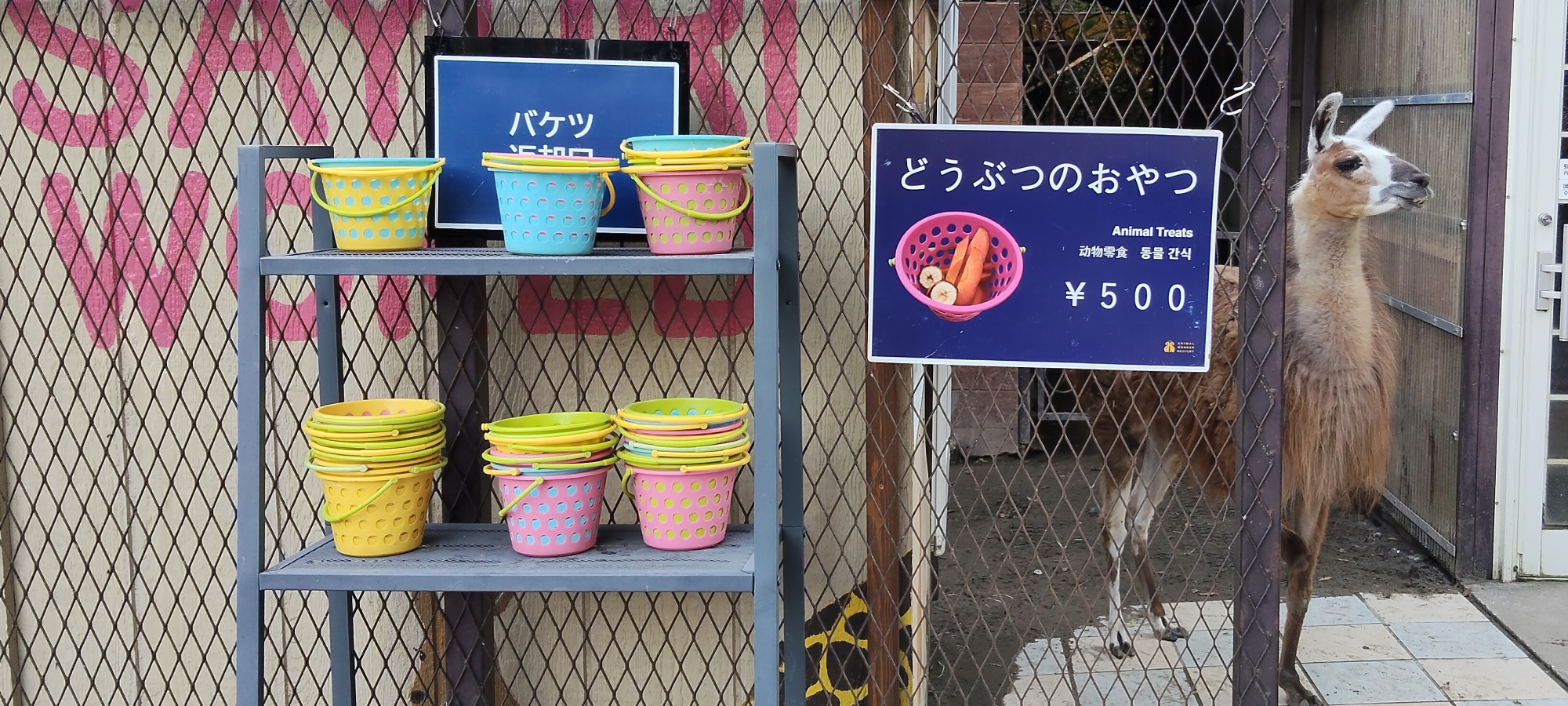 エサを購入し、あげることもできます。