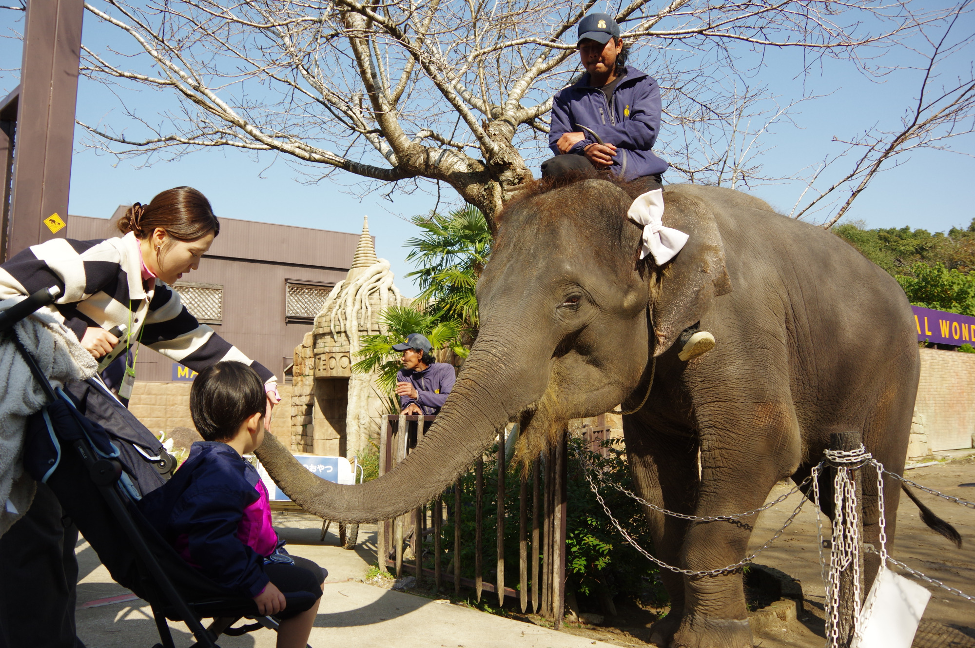市原ぞうの国エリア