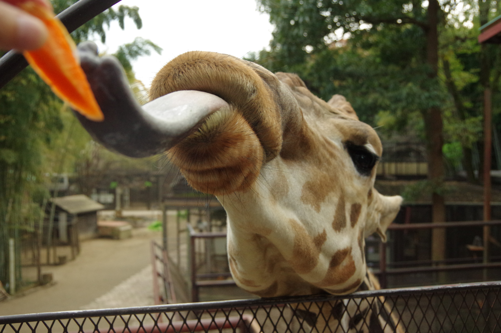 キリンさんの顔が目の前に！