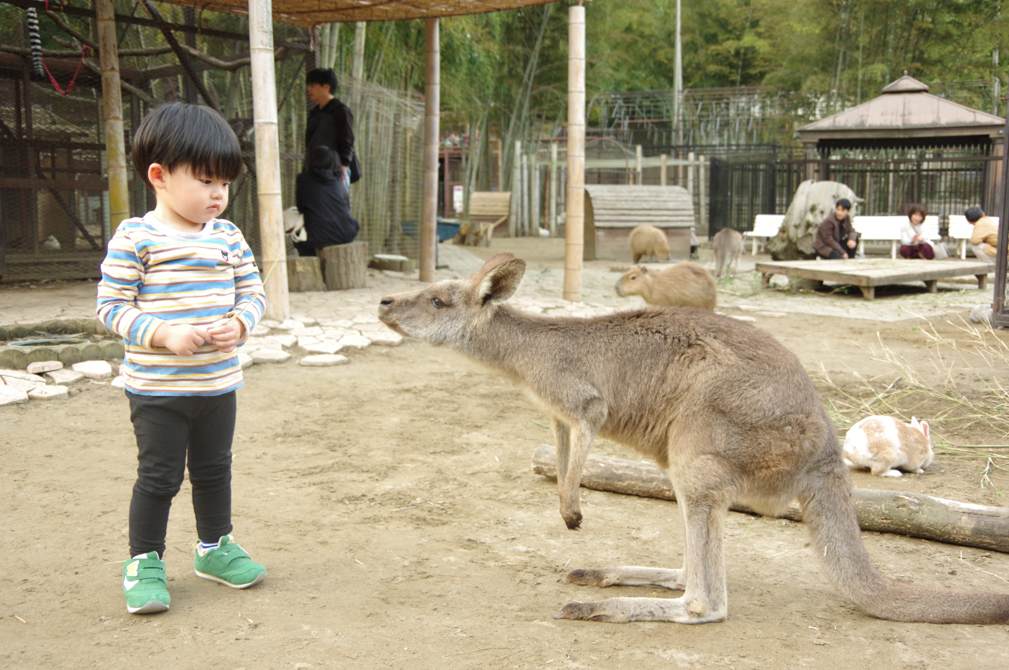 多種多様な動物が自由に暮らしています。