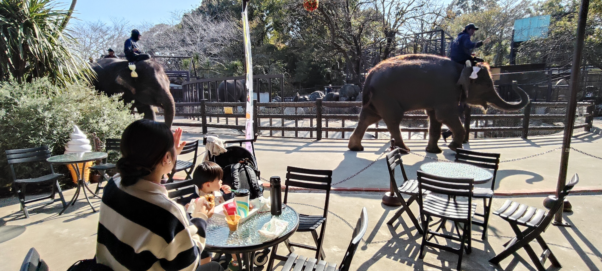 ぞうさんが目の前を通ることも！（※現在は休止中）