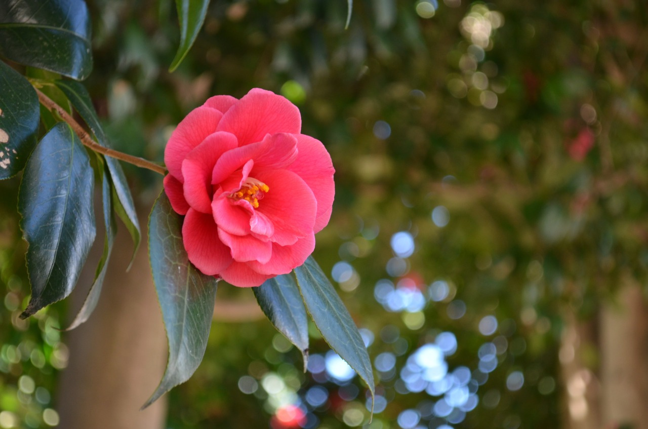 我孫子市杉村楚人冠記念館提供