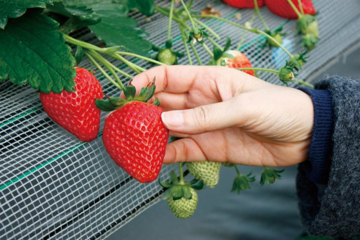 春におすすめ！いちご狩りと九十九里を日帰りで満喫コース