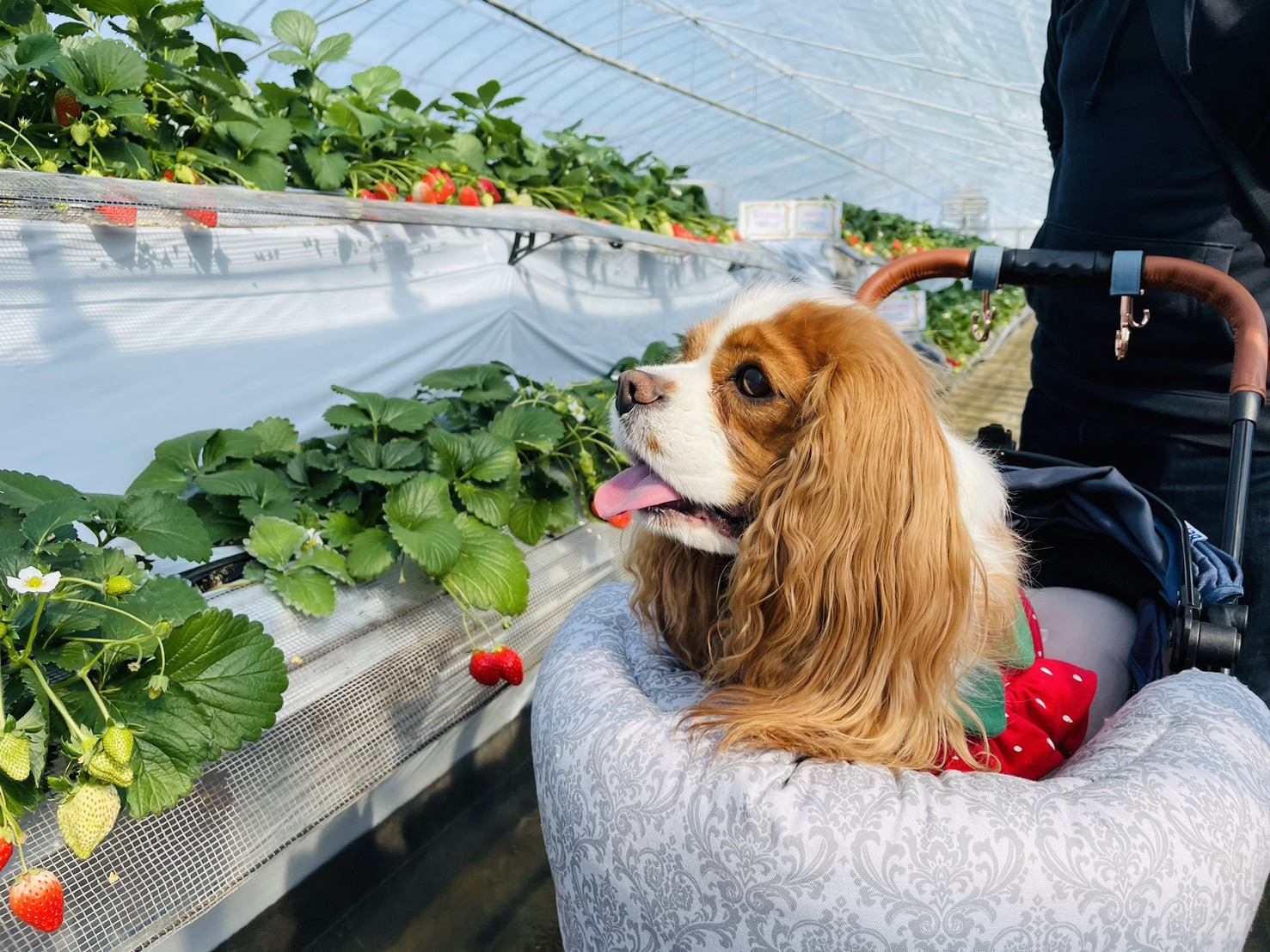 愛犬とのいちご狩り