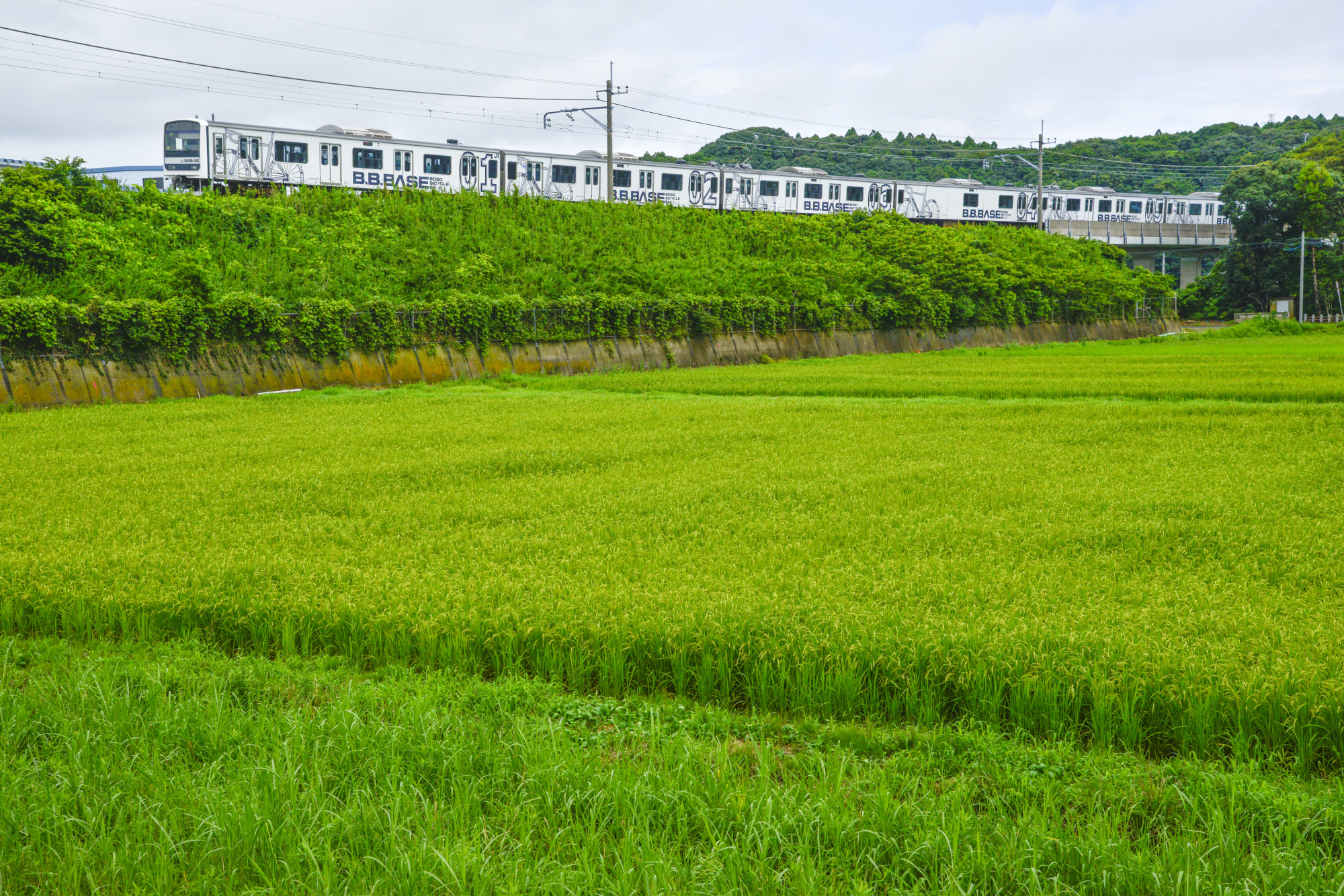 写真提供：武川 健太