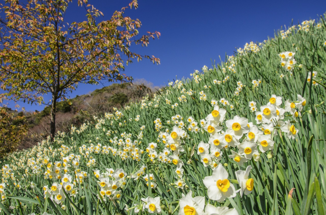 江月水仙ロード