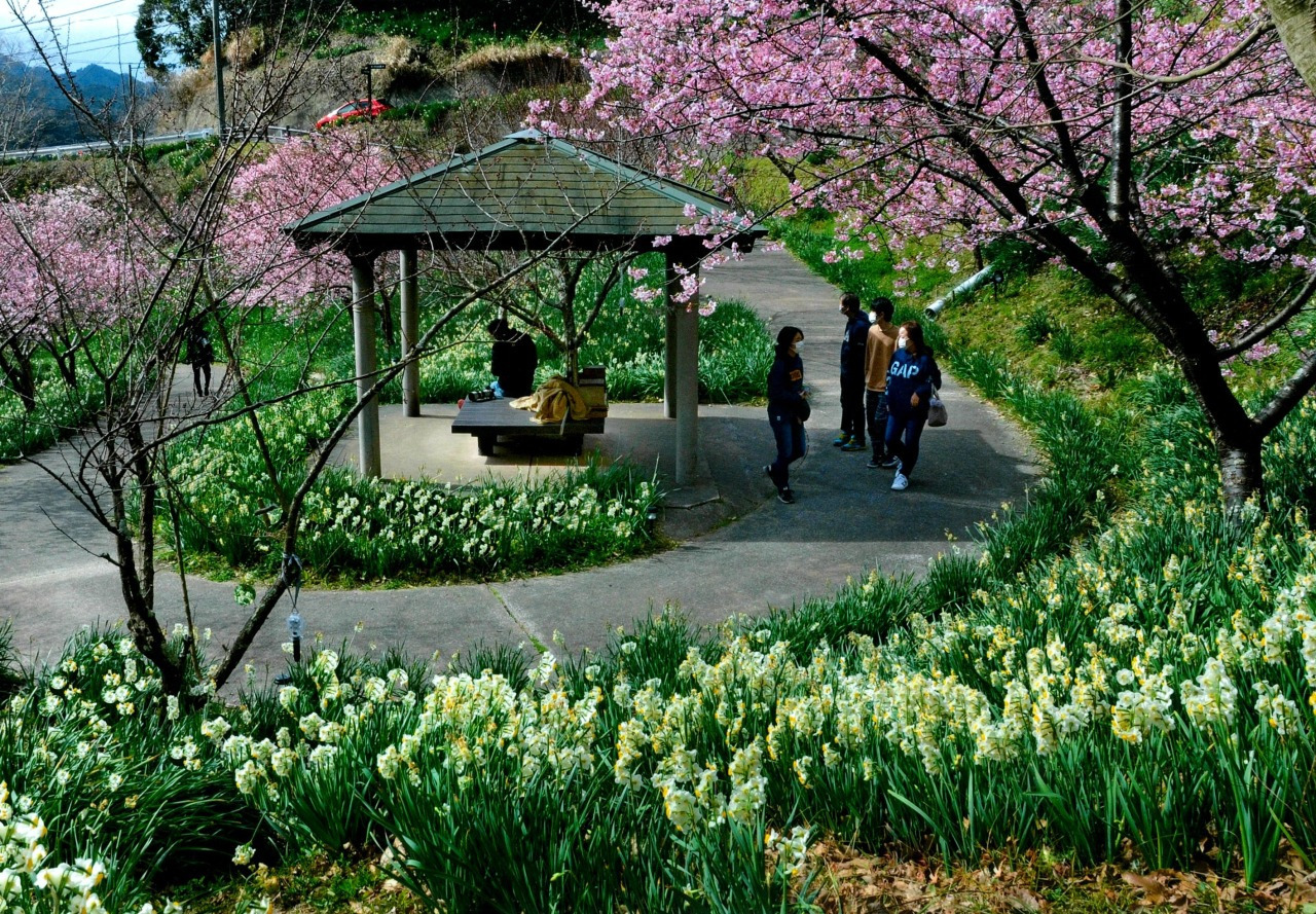 をくづれ水仙郷