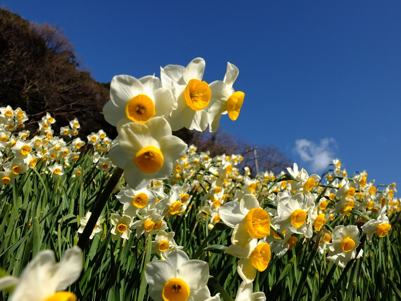 江月水仙ロード