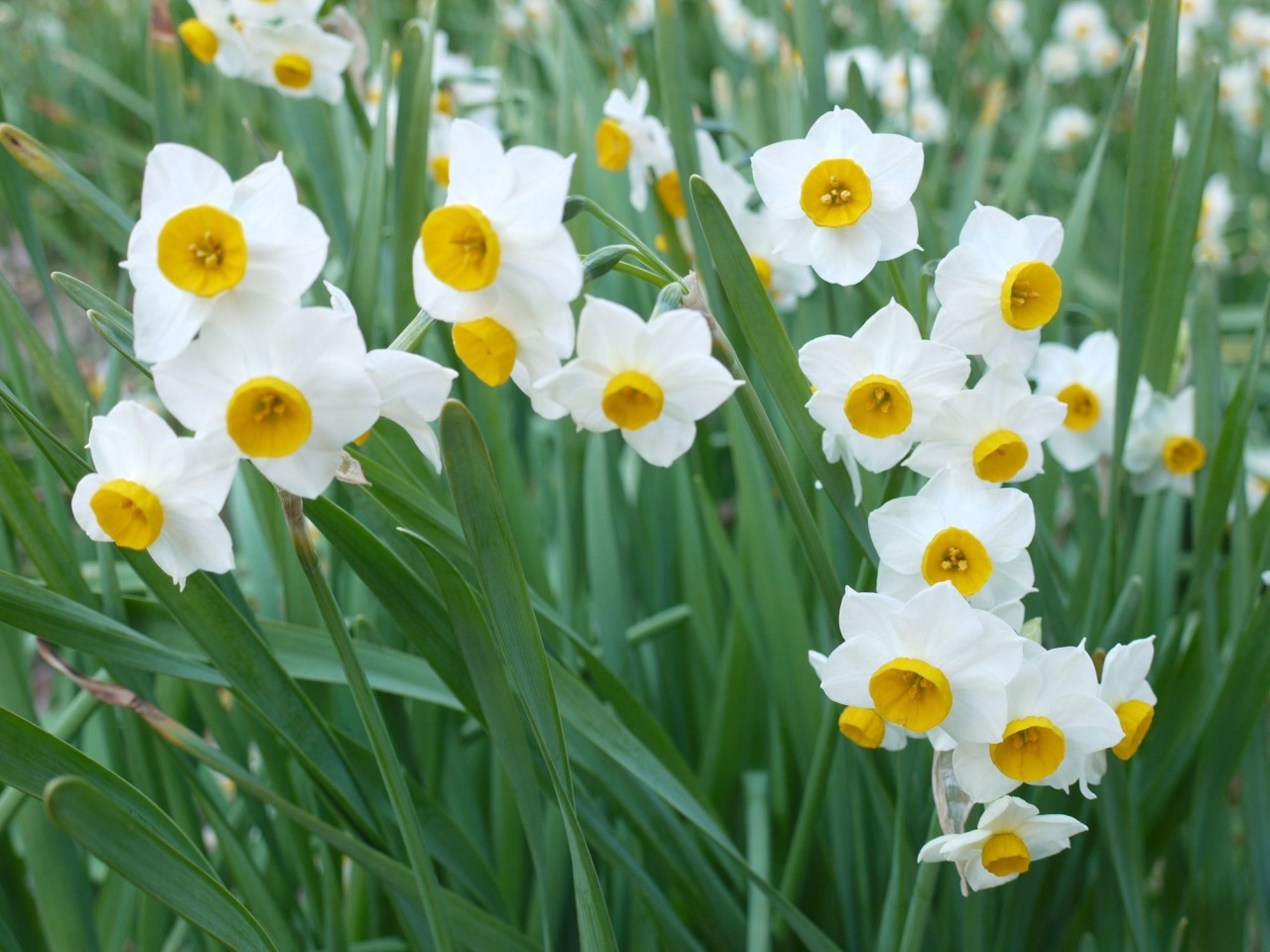 をくづれ水仙郷