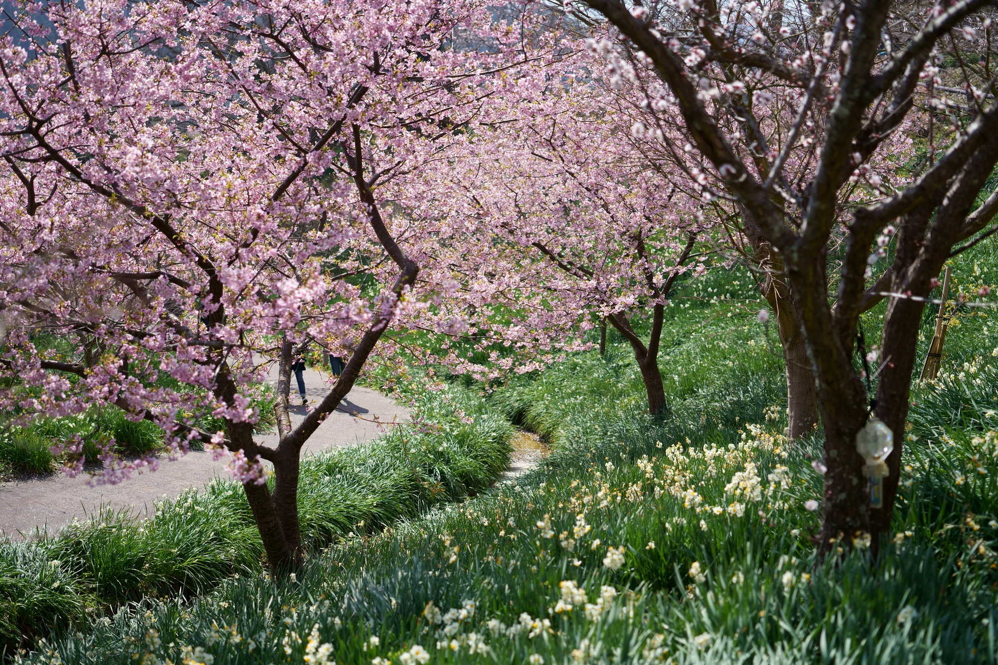 水仙だけじゃない！春には「頼朝桜まつり」も