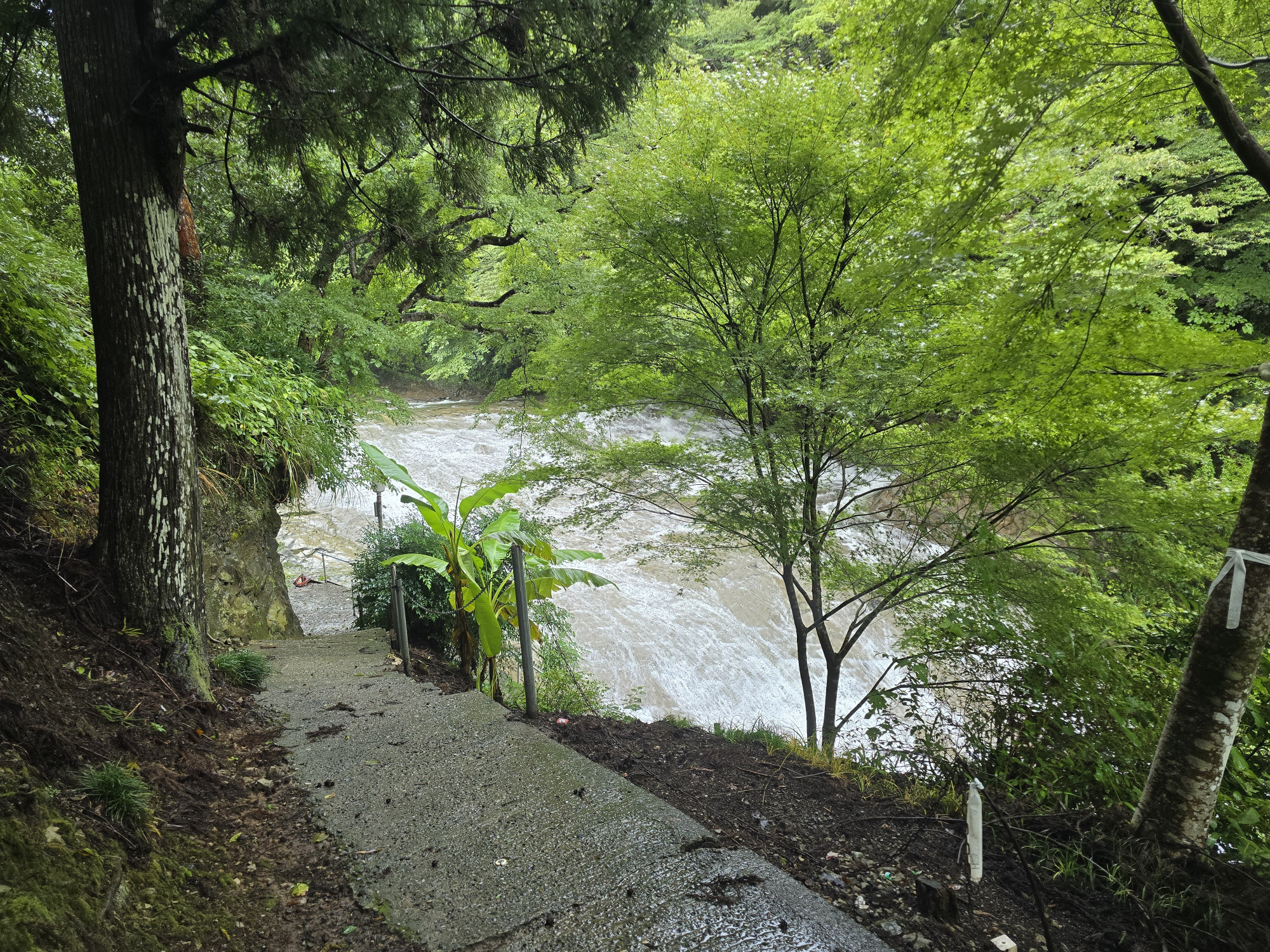 雨の影響で水量が増えていました