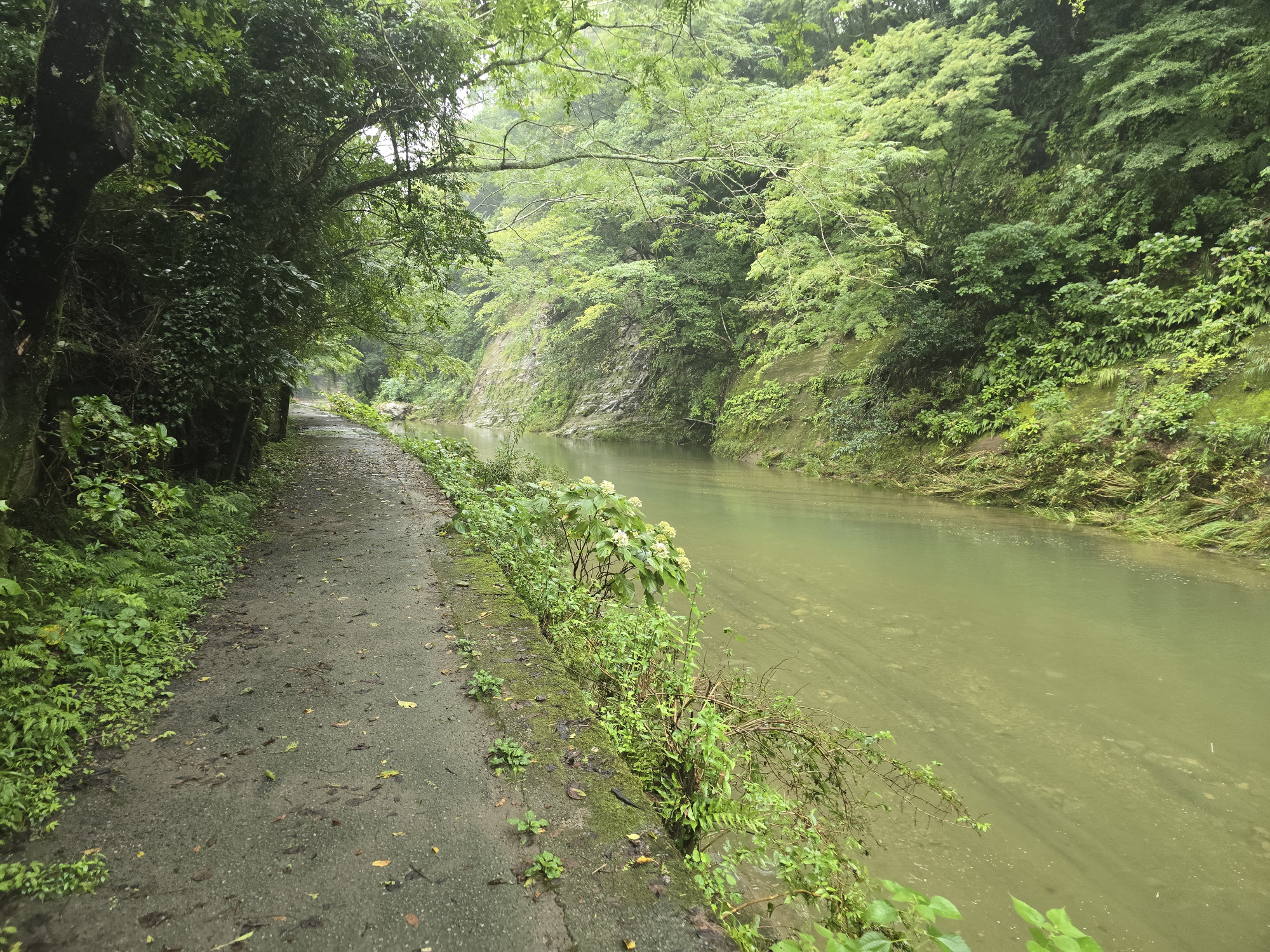 雨の影響で水量が増えていました