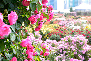 八千代市／京成バラ園 薔薇の庭園