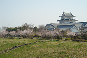 野田市／関宿城博物館と桜