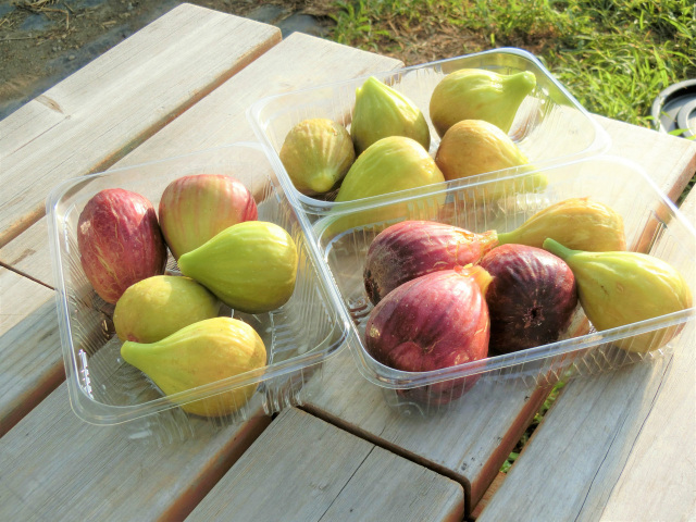 館山パイオニアファーム（館山市）