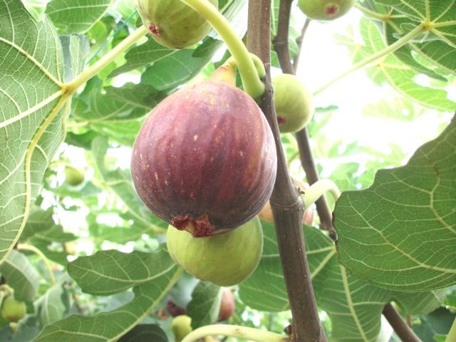 グリーンファーム三基（袖ケ浦市）