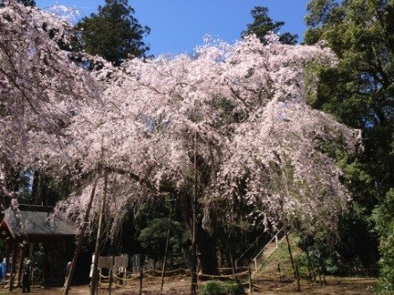 １９．福星寺(ふくしょうじ)のしだれ桜