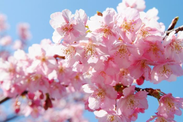 １３．白子町中里・九十九里ビーチライン（県道30号線）沿い