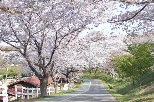 桜