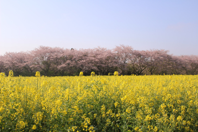 菜の花