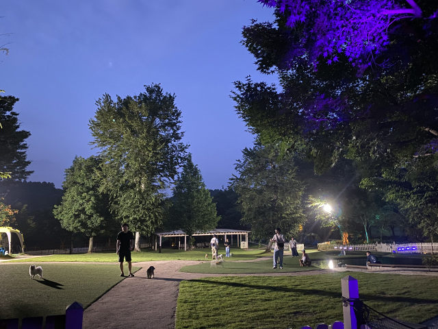 ナイトドッグラン