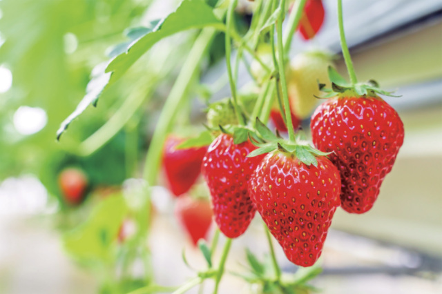 E賞：いちご狩り ペアご招待券（18組 36名様）