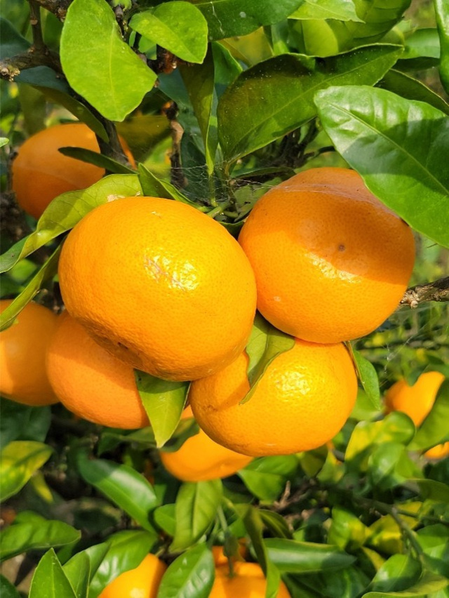 千葉南房総「三芳のみかん」