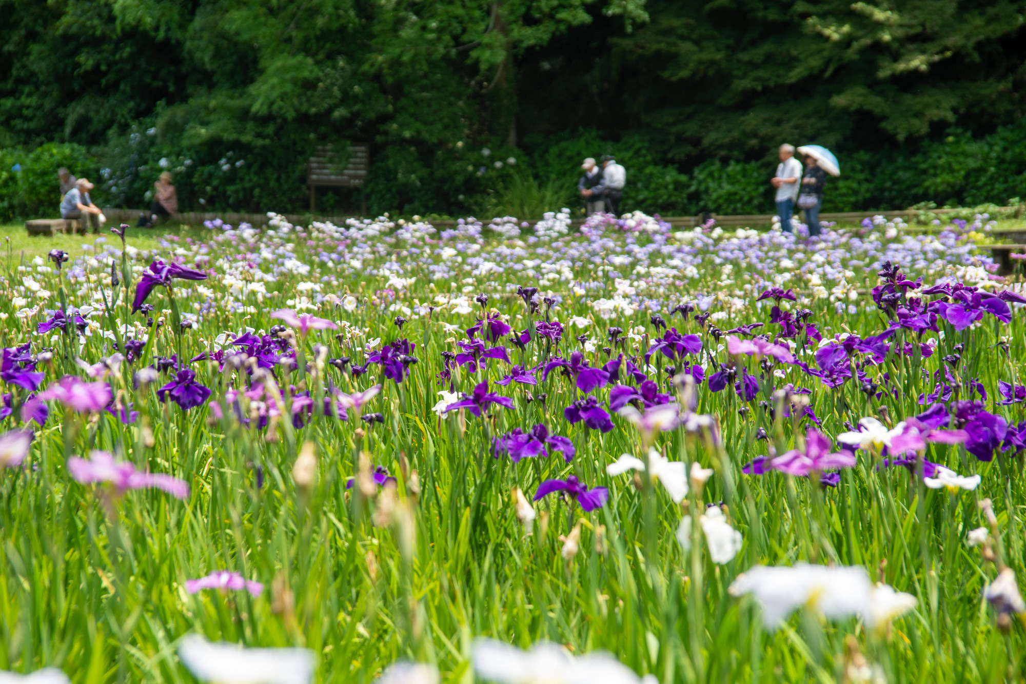 花菖蒲に癒されて