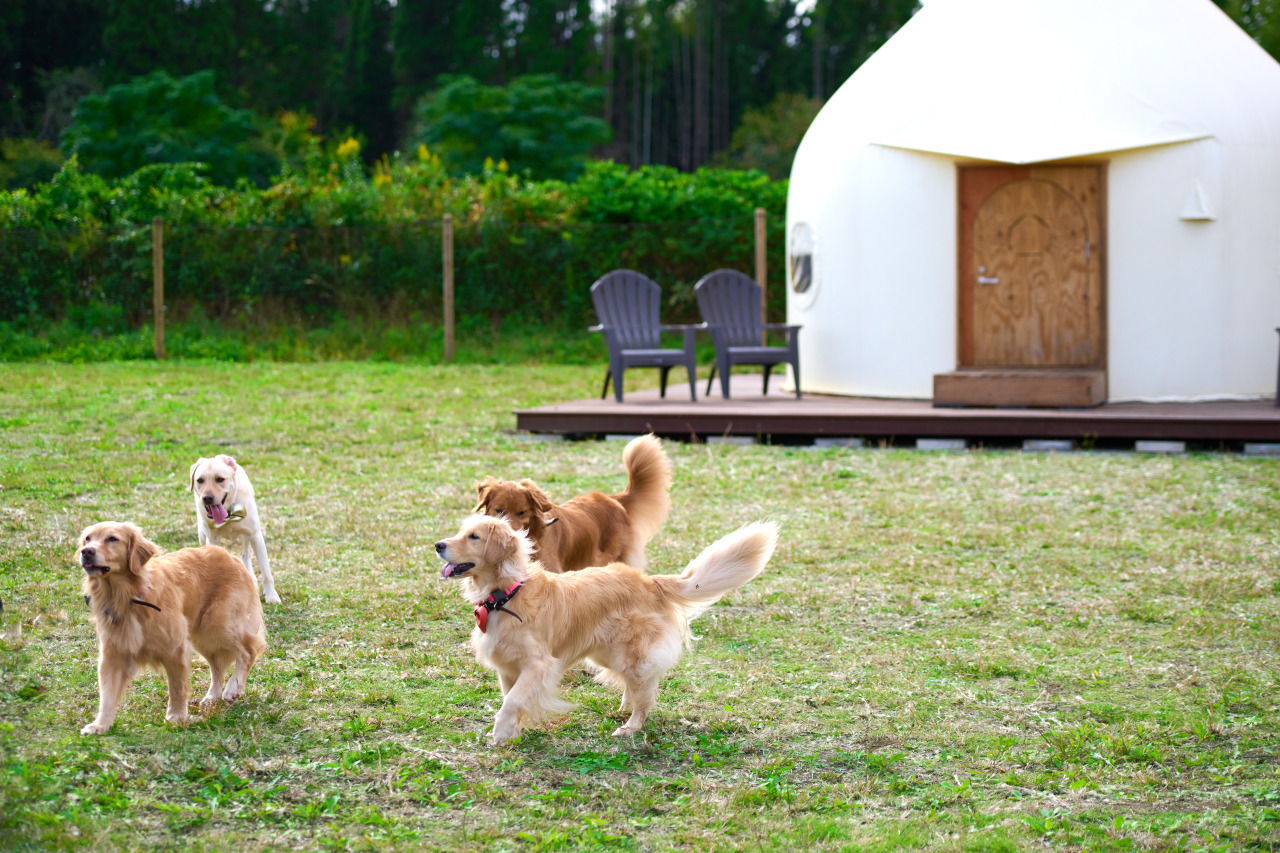 愛犬とおでかけしよう！