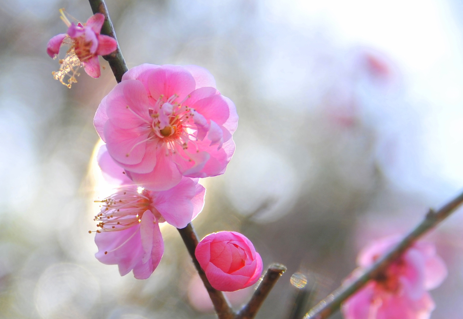 春の訪れを教えてくれる、梅が咲くスポット