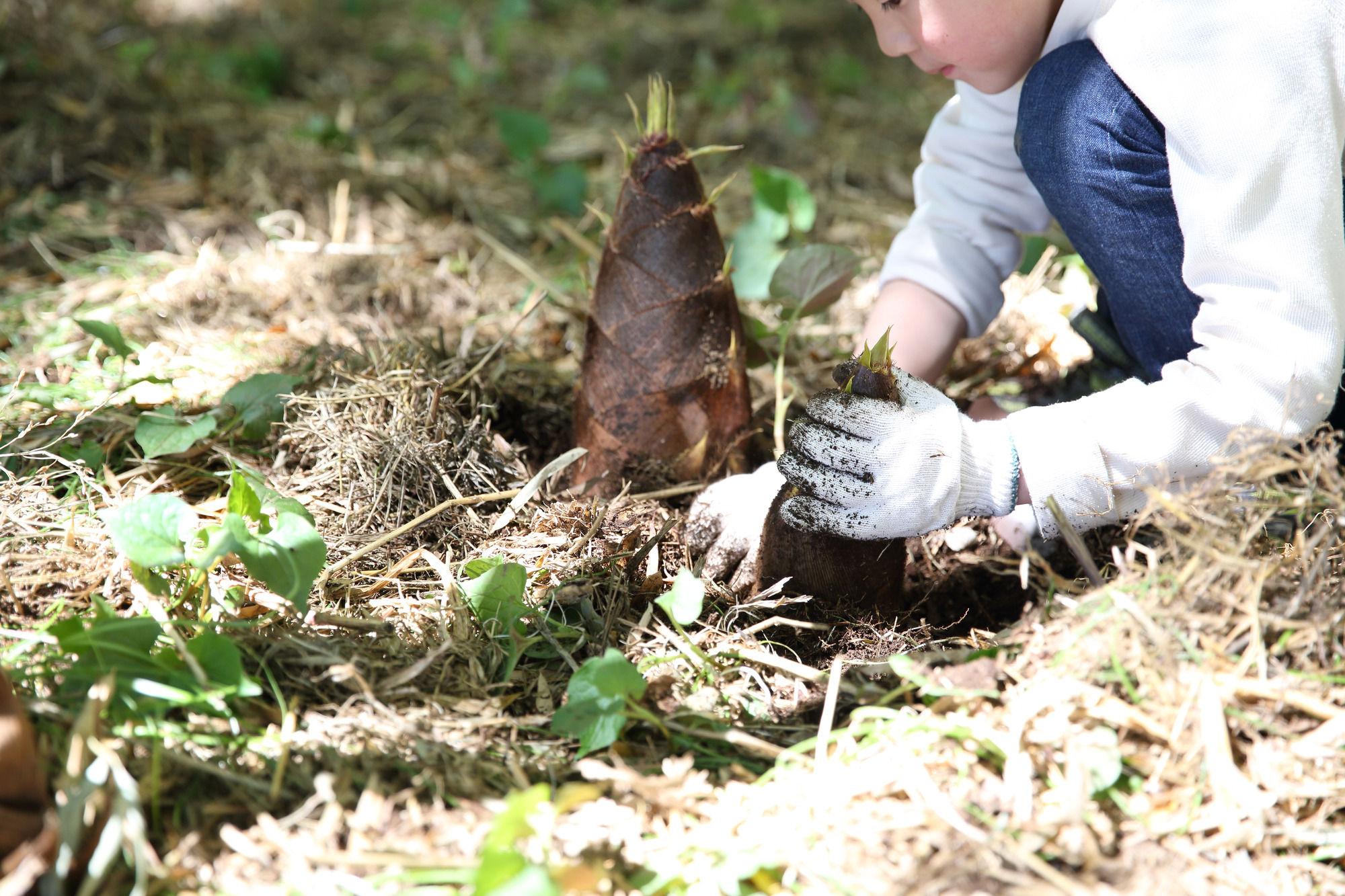 春の旬、掘って味わう贅沢体験