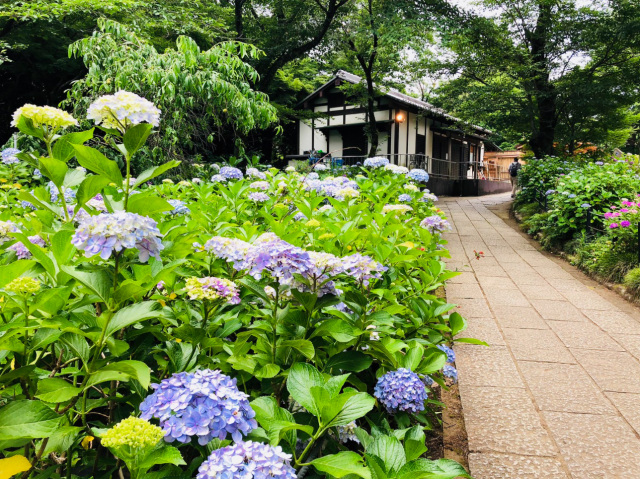 長谷山 本土寺