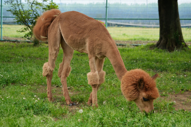 市川市動植物園