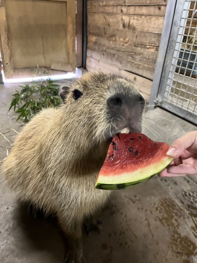 市川市動植物園