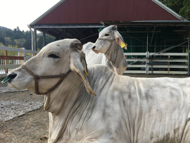 千葉県　酪農のさと