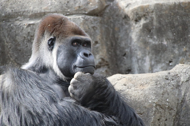 千葉市動物公園