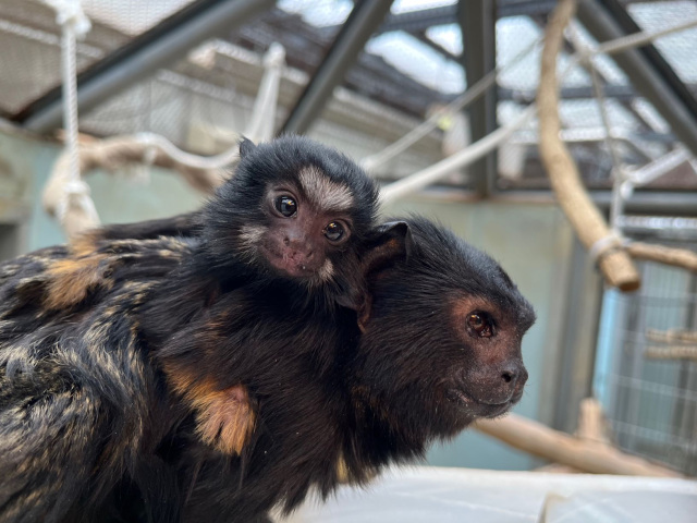 市川市動植物園