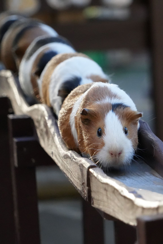 市川市動植物園
