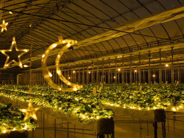 農園リゾートTHE FARM