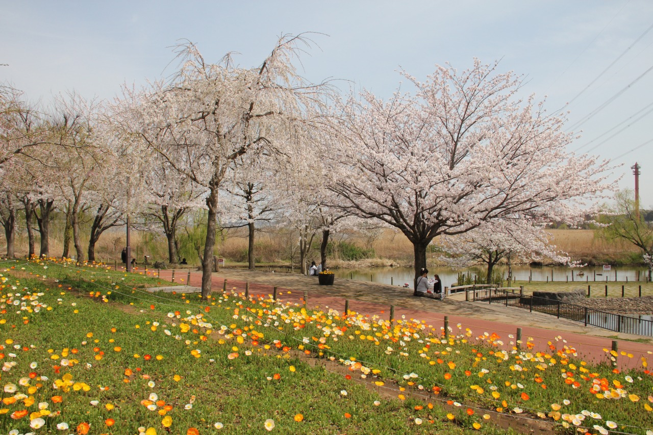 北柏 ふるさと 公園