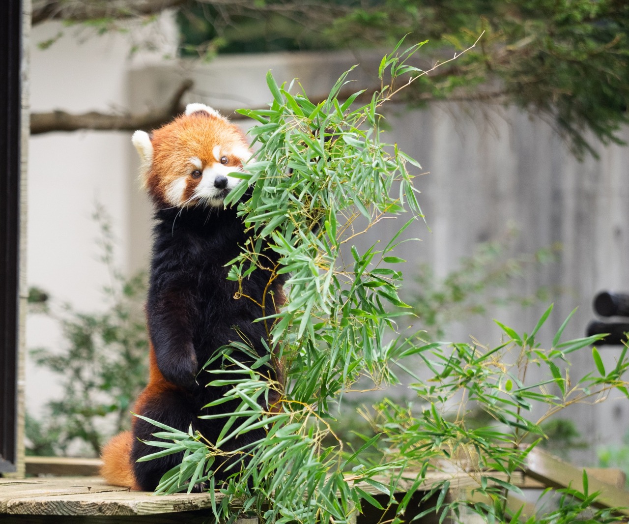 千葉市動物公園｜スポット・体験｜千葉県公式観光サイト ちば観光ナビ