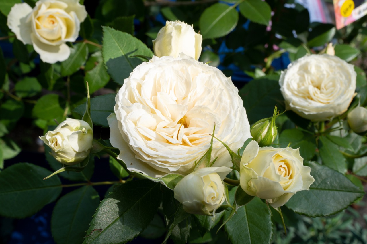 ドリプレ・ローズガーデン