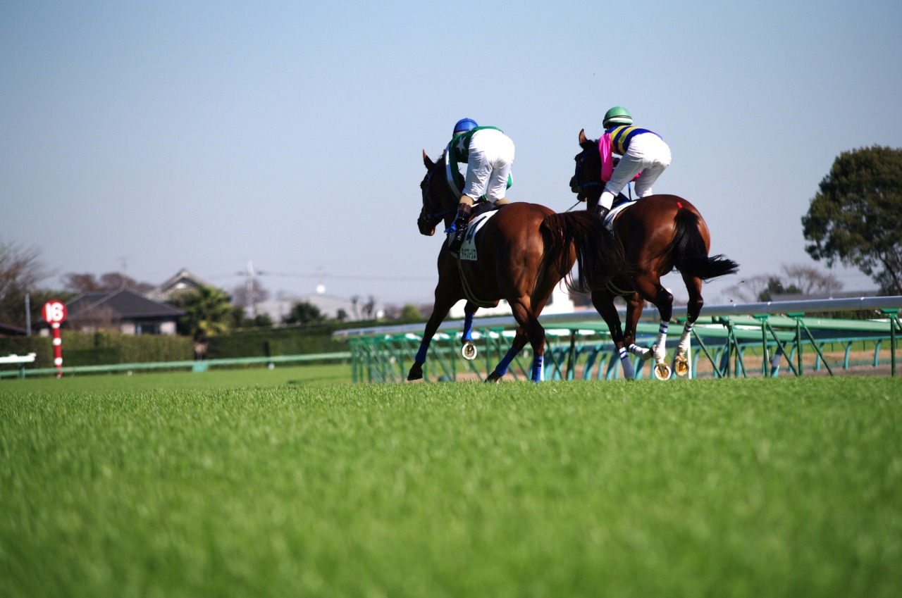 中山競馬場|スポット・体験|千葉県公式観光サイト ちば観光ナビ