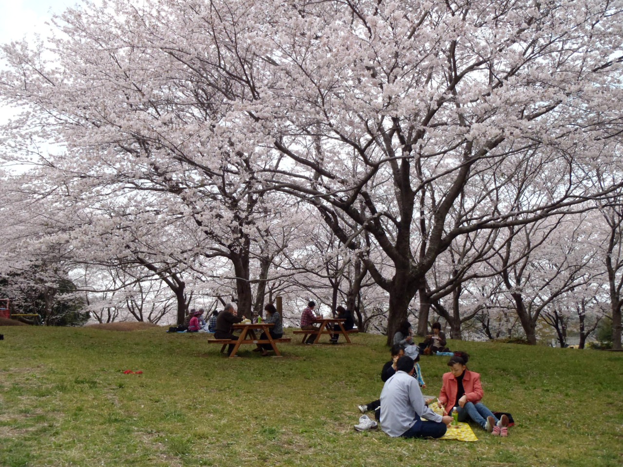 県立印旛沼公園