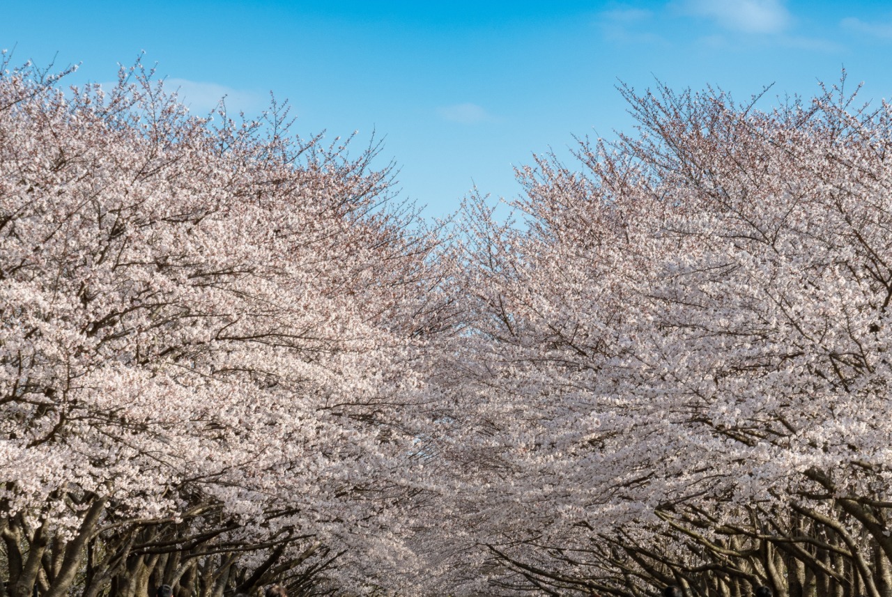 県立柏の葉公園