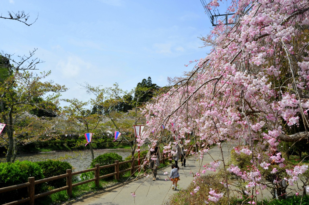 茂原公園|スポット・体験|千葉県公式観光サイト ちば観光ナビ