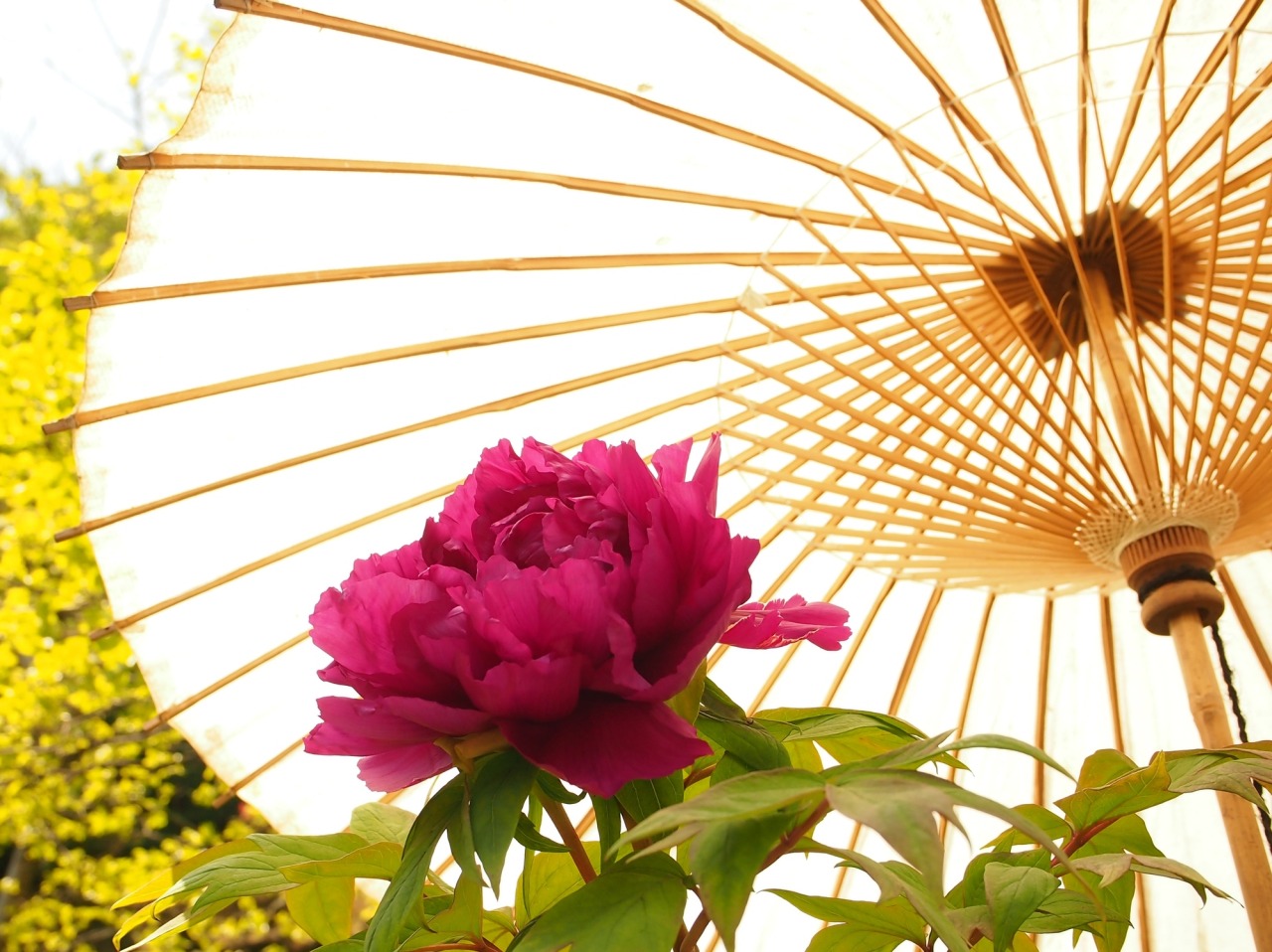 季節の花「牡丹」／茂原牡丹園｜スポット・体験｜千葉県公式観光サイト 