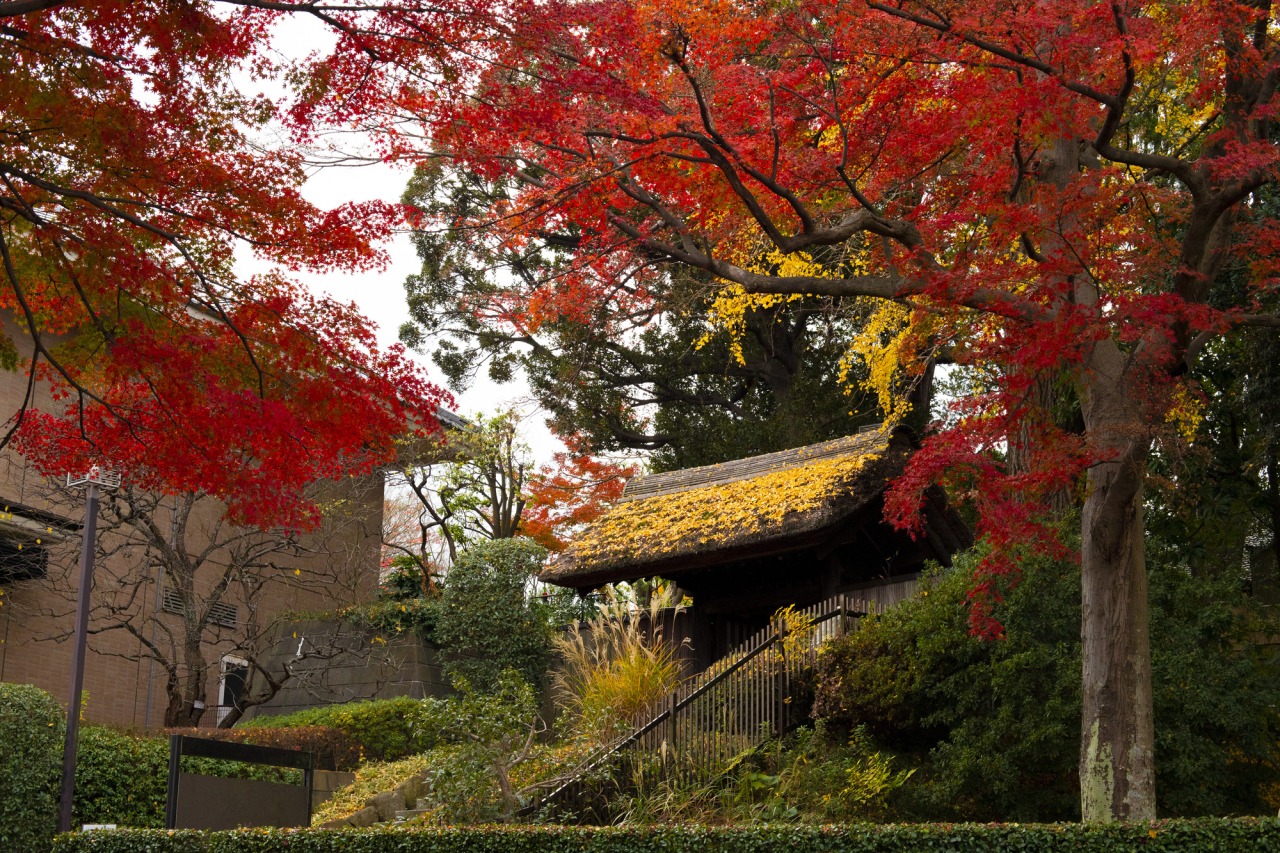 千葉 ショップ 紅葉 ペット