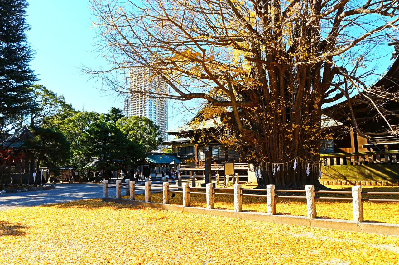 紅葉／葛飾八幡宮 参道｜イベント｜千葉県公式観光サイト ちば観光ナビ