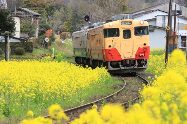 菜の花／小湊鐵道沿線